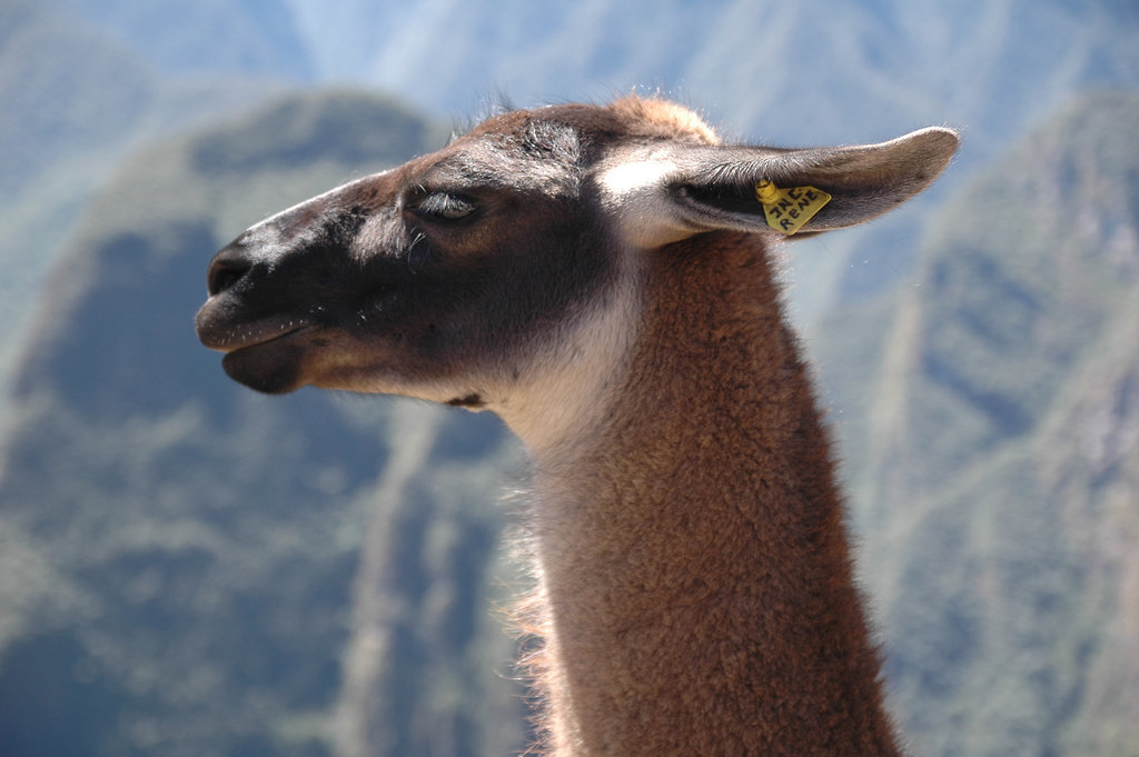 2010-08-06-MachuPicchu-133.jpg
