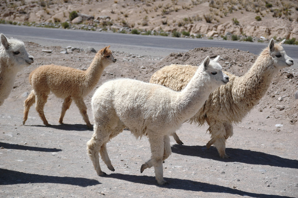 2010-08-17-Canon-Del-Colca-65.jpg