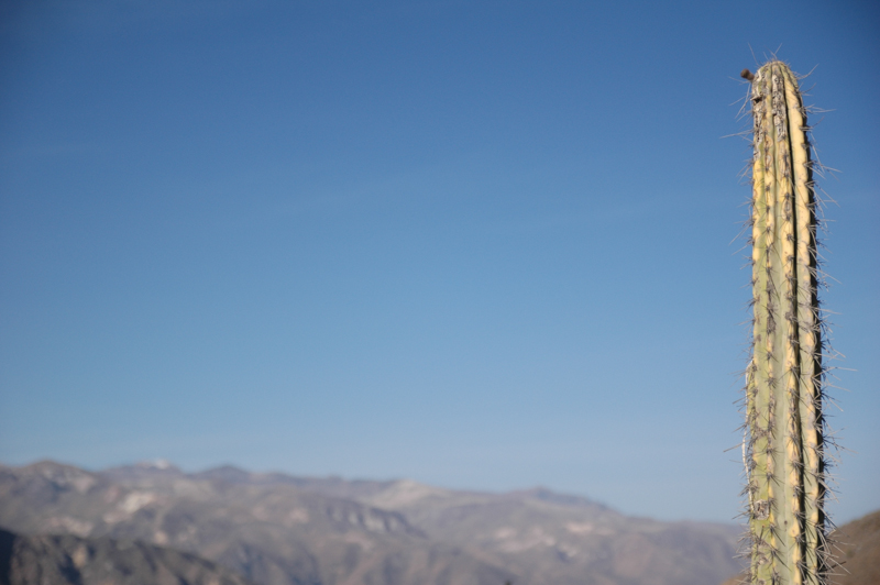 2010-08-17-Canon-Del-Colca-100.jpg